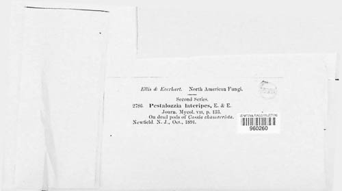 Bartalinia lateripes image